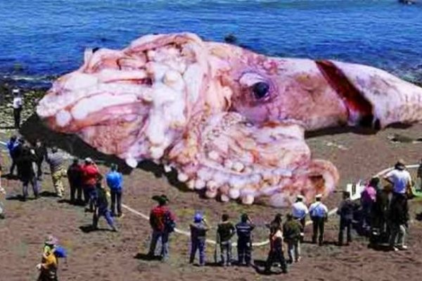 Kraken istand onion