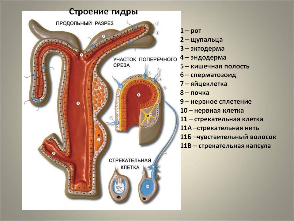 Кракен сайт даркнет ссылка